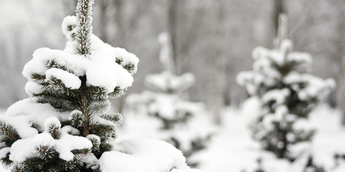 Щоб не змерзли рослини