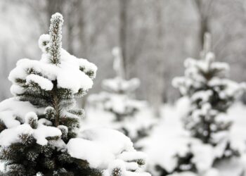 Щоб не змерзли рослини