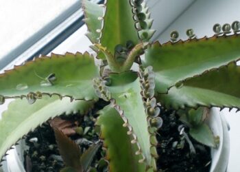 Як приготувати ліки з каланхое