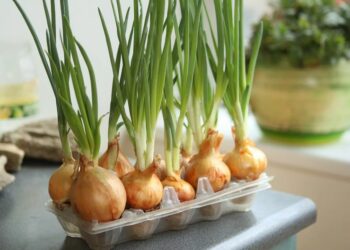 Цибуля на зелень: 5 способів вирощування