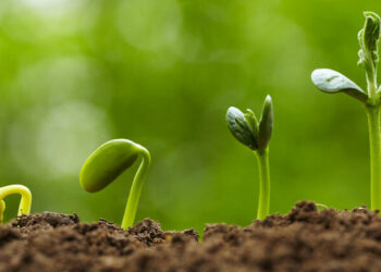 Прості та ефективні стимулятори проростання насіння