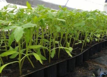 Тара для розсади по-новому