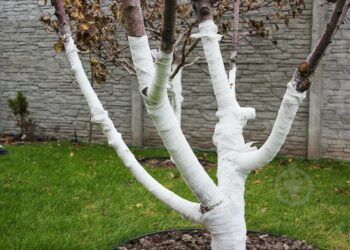 Садовий бинт захистить кору дерев від шкідників