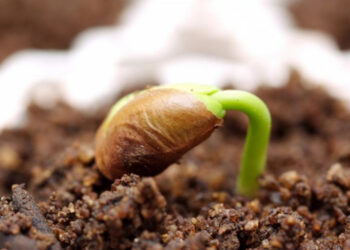 Що таке стратифікація і яким рослинам вона потрібна