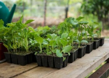 Незвичні способи вирощування розсади
