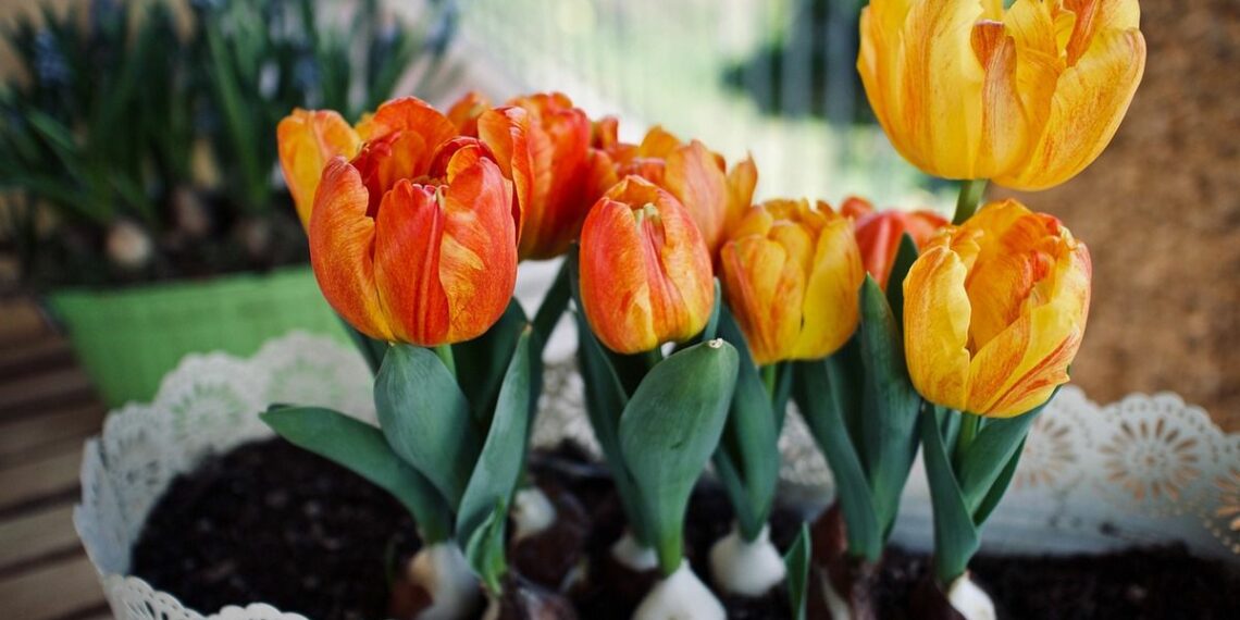 Чи зацвітуть тюльпани після вигонки?
