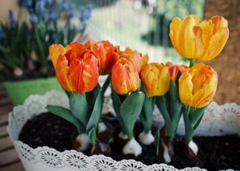 Чи зацвітуть тюльпани після вигонки?