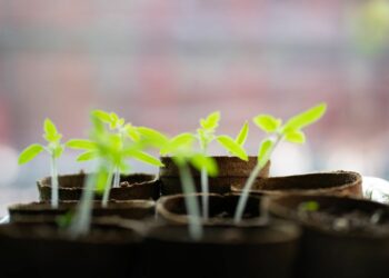 Чому насіння не сходить вчасно?