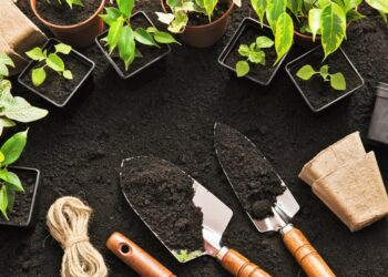 Землю перед посівом насіння стерилізую в мікрохвильовці