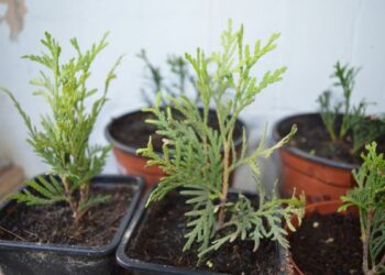 Як розмножити туї живцями