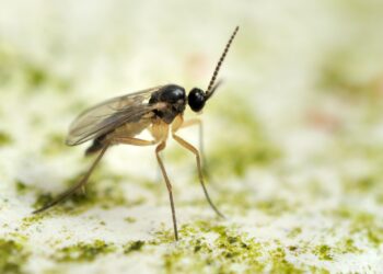 Чи шкідливі грибні комарики?