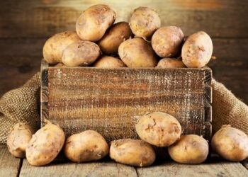 Надріз на насіннєвій картоплі врожай підвищить