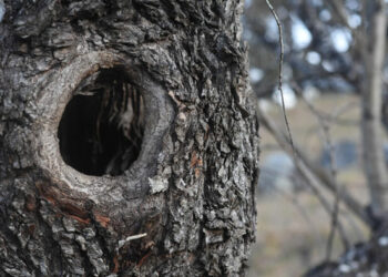 «Пломба» для дерева, або чому потрібно закласти дупло