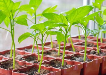 Посів перцю, томатів і баклажанів