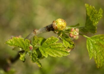 Бруньки смородини зміцнять організм