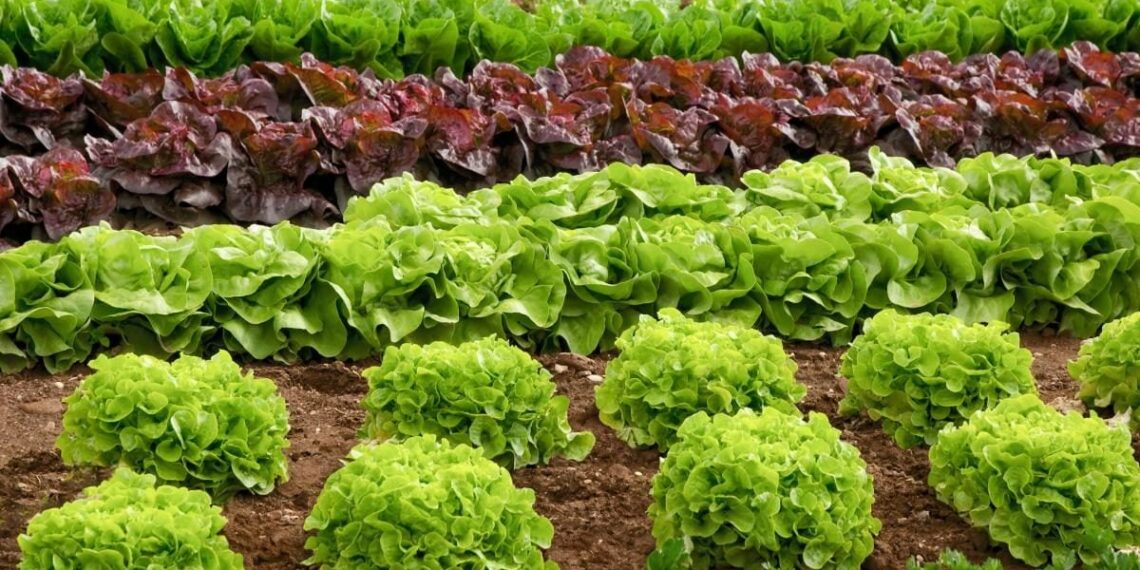 Салат холоду не боїться