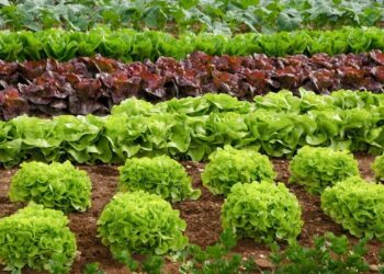 Салат холоду не боїться