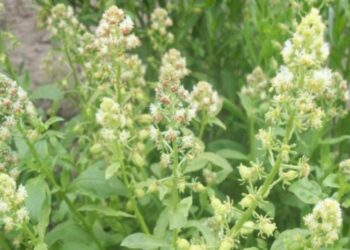 Резеда ароматом привабить