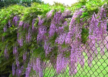 Як виростити гліцинію