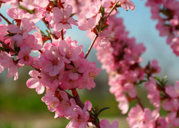 Квітень на городі, в саду та квітнику