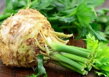 Насіння селери проростає довго