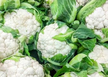 Цвітну капусту висівають у кілька строків