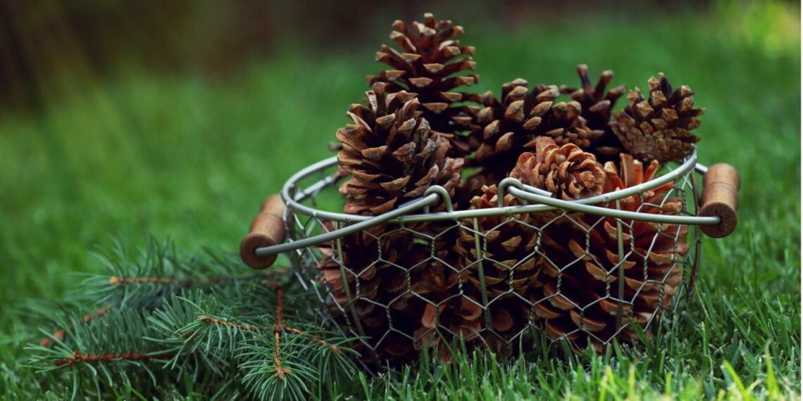 Соснові шишки на городі