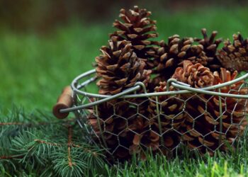 Соснові шишки на городі