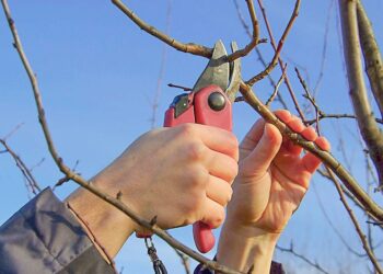 Правила весняного обрізування яблуні та груші