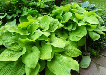 Хоста? Не все так просто