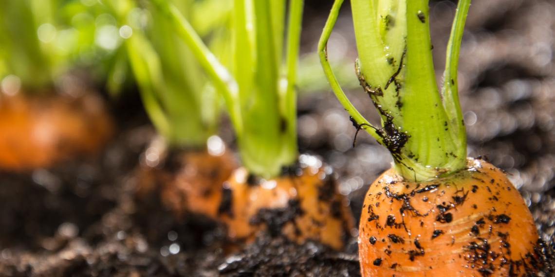 Ефективні способи посіву моркви