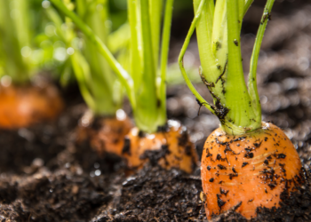 Ефективні способи посіву моркви