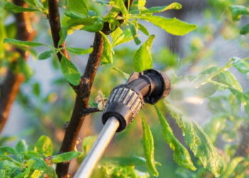 Підгорніть і підживіть дерева навесні