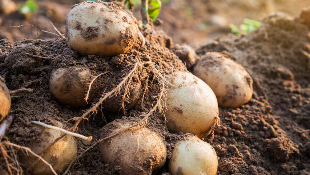 7 важливих порад із вирощування картоплі