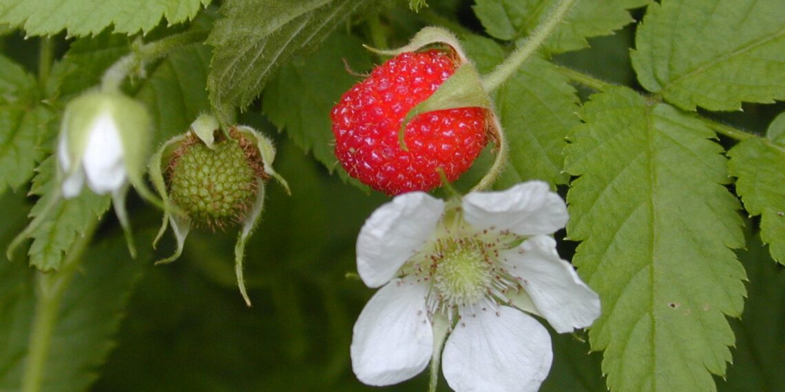 Підв’яжіть малину до цвітіння