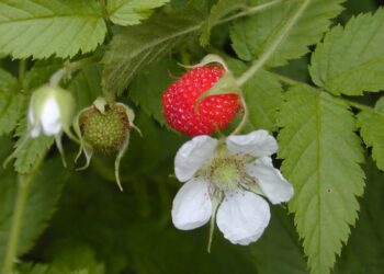 Підв’яжіть малину до цвітіння