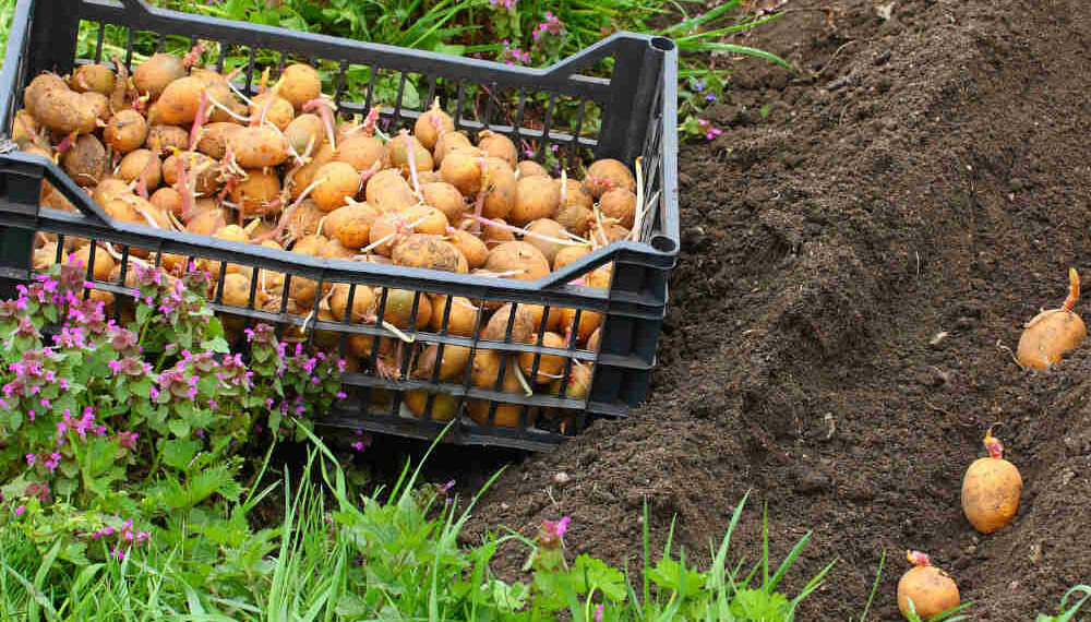 Що покласти в лунку з картоплею