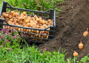 Що покласти в лунку з картоплею