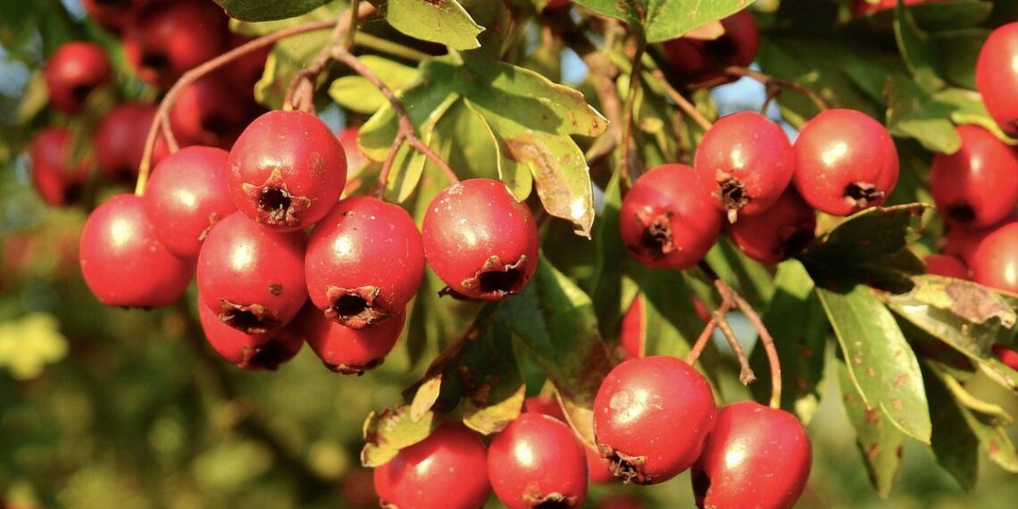 Висаджуємо глід — “сердечну” рослину