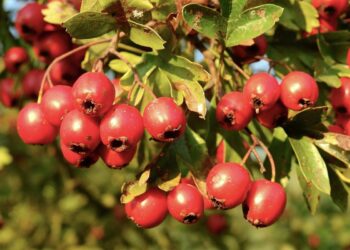 Висаджуємо глід — “сердечну” рослину