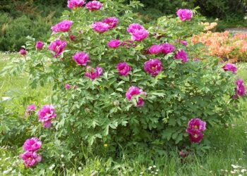 Деревовидні півонії рясно поливають