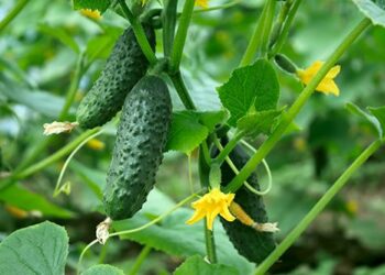 Як виростити огірки з розсади