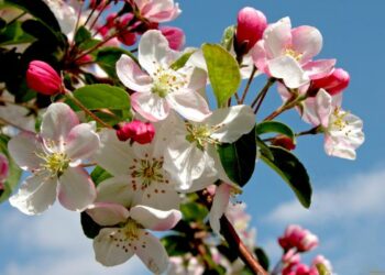 Чим підживити яблуню навесні