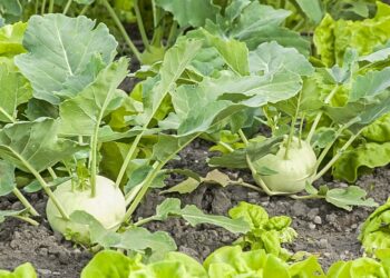 Кольрабі швидко достигає