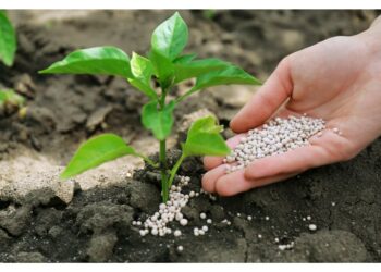 Аміачну селітру вносять навесні