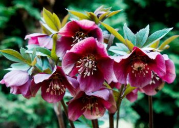 Морозник ділять після цвітіння