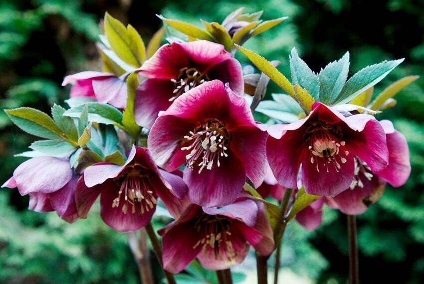 Морозник ділять після цвітіння