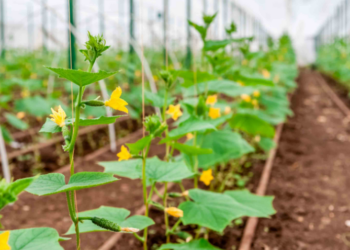 Яким огіркам не потрібна бджілка?