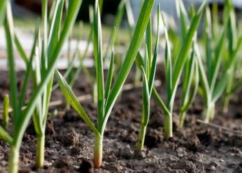 Чим підживити часник у травні