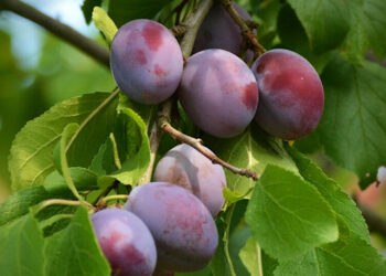 5 основних причин, чому слива не плодоносить